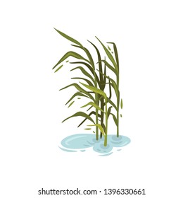 Bush cane without brush in the water. Vector illustration on white background.