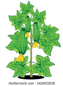 Bush with cucumber on white background is insulated