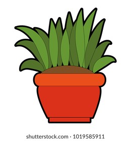 bush cultivated in pot