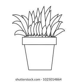 bush cultivated in pot