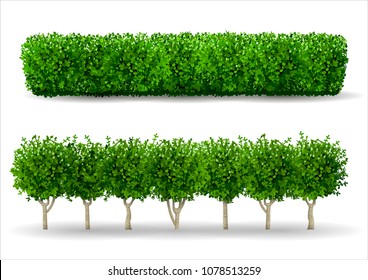 Bush in the form of a green hedge. Ornamental plant. The garden or the Park. Set of fences. Vector graphics