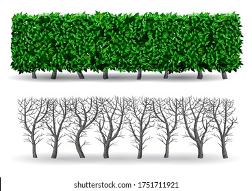 Bush in the form of a green hedge. Ornamental plant. The garden or the Park. Set of fences. Vector graphics