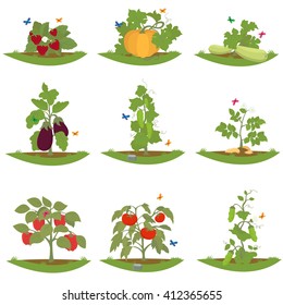 bush fruit-bearing plants. isolated cultured plants. vector. Vegetarian food icon set.