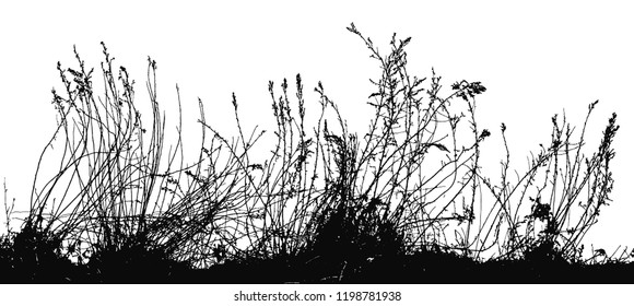 Bush of grass silhouette vector