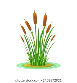 Bush of grass with tall reeds isolated on a white background. Color vector illustration of swamp vegetation element