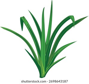 Arbusto de hierba verde aislado sobre fondo blanco.