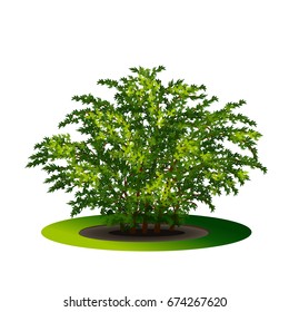 bush with green leaves and shadow on white background