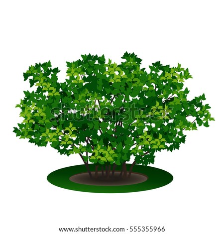bush with green leaves and shadow on white background
