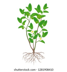 A bush of green tea with roots, flowers and fruits (Camellia sinensis) on a white background.