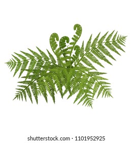 Bush Of Green Wide Open Leaves Of Fern Vector Illustration