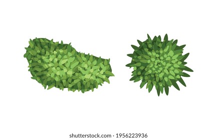 Bush Growth as Landscape Elements Above View Vector Set