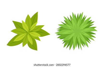Bush Growth as Landscape Elements Above View Vector Set