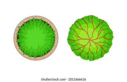 Bush Growth as Landscape Elements Above View Vector Set
