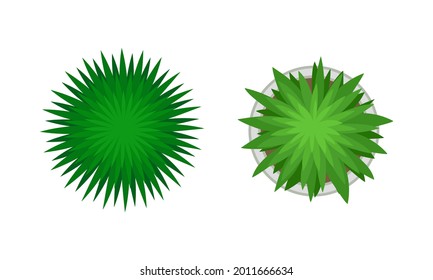 Bush Growth as Landscape Elements Above View Vector Set