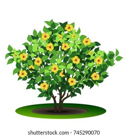 bush hibiscus with green leaves and flowers on white background