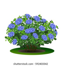 Bush Hydrangea With Green Leaves And Flowers On White Background