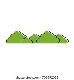 bush isolated plant