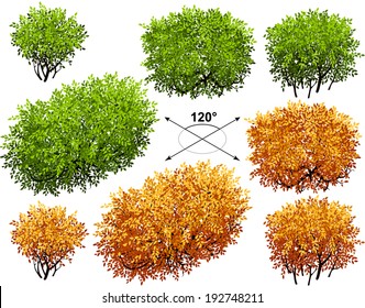 Bush. Isometric Trees In Vector 