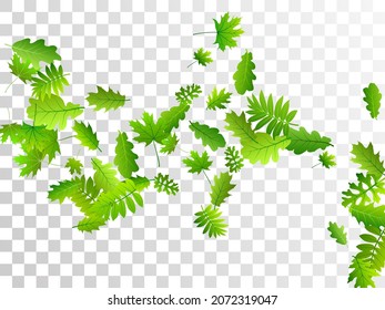 Bush leaves bright vector pattern. Tropical bush foliage closeup. Rowan and maple leaves flying. Botanical eco concept. Plant elements abstract backdrop.