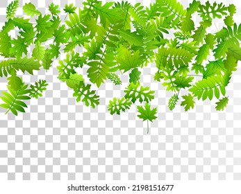 Bush leaves delicate vector design. Wild bush foliage macro. Mix of many different leaves isolated. Herbal eco design. Farm plantation lush backdrop.
