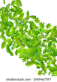 Bush leaves vivid vector background. Herbarium bush foliage closeup. Mix of many different leaves falling. Herbal organic wallpaper. Agriculture beautiful vector.