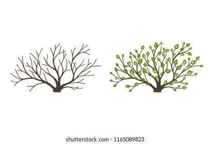 Bush with leaves and without on white background. Bush at the different seasons of the year