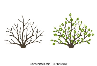 Bush with leaves and without on white background. Bush at the different seasons of the year