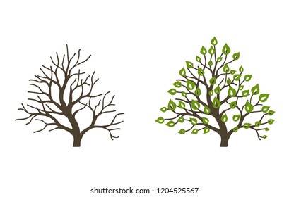 Bush with leaves and without on white background. Bush at the different seasons of the year