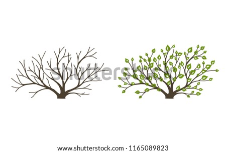 Bush with leaves and without on white background. Bush at the different seasons of the year