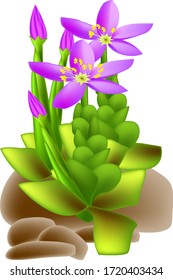 bush of a medicinal centaury plant with purple flowers and green leaves on a stone