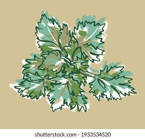 The bush of the Parsley plant. Leaves on top. Illustration sketch on an isolated background, vector.