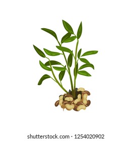 Bush of peanut with bright green leaves. Natural product. Agricultural plant. Flat vector design