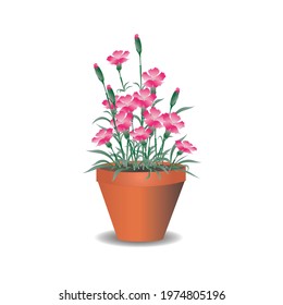 Bush of pink  flowers dianthus caryophyllus  in the pot Isolated on white background.