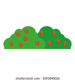 bush plant with delicious strawberries fruit