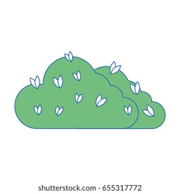 Bush plant isolated