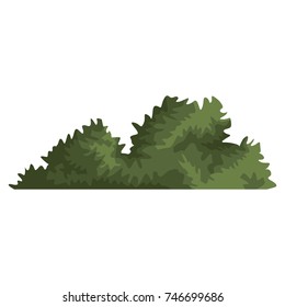 Bush plant isolated