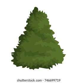 Bush plant isolated