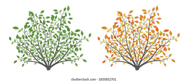 Plantas de Bush en dos versiones verano con hojas verdes otoño con amarillo sobre fondo blanco