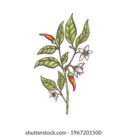 Bush of red chili pepper with pods and flowers, color engraving style vector illustration isolated on white background. Shrub of pepper spicy plant in hand drawn style.