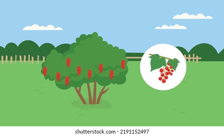 arbusto de currant rojo sobre el fondo de la naturaleza