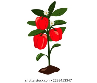 Bush of red sweet pepper. Pepper grows in the ground. Growing vegetables in a greenhouse. Vector illustration