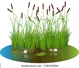 Bush ernährt sich von Wasserlilie-Blumen und Blättern auf dem Teich Wasser. Schilfkröten, die im Wasser des Sees reflektiert werden.