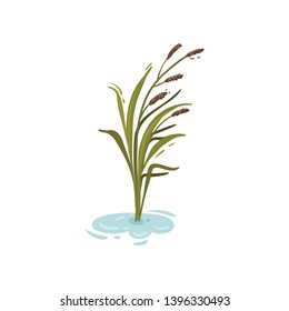 Bush reeds in the water. Vector illustration on white background.