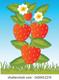 Bush with ripe berry victoria in herb