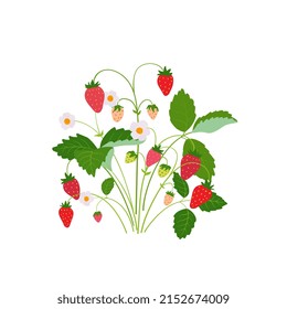 A bush of ripe juicy strawberries. Vector illustration with berries, flowers and leaves on a white background.