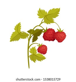 Bush of ripe wild strawberries. Vector illustration on a white background.