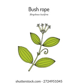 Corda de arbusto ou corça-diabo (Strychnos toxifera), planta medicinal. Ilustração vetorial botânica desenhada à mão