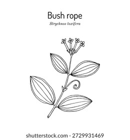 Corda de mato ou diabo doer (Strychnos toxifera), planta medicinal. Mão desenhada ilustração vetorial botânica