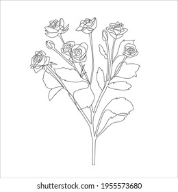 Bush rose on a white background. One line art illustration. Simple roses isolated back.