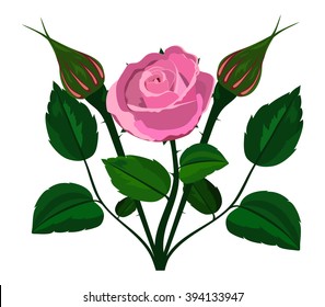 bush rose on a white background